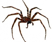 Aranha Caçadora Gigante (7)