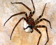 Aranha Caçadora Gigante (10)