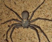 Aranha Caçadora Gigante (11)