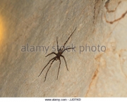 Aranha Caçadora Gigante (9)