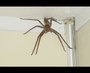 Aranha Caçadora Gigante (14)
