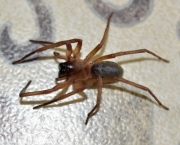 Aranha Corinnidae (1)