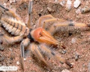 Aranha do Deserto (1)