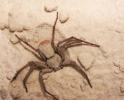 Aranha do Deserto (4)