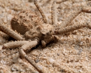 Aranha do Deserto (5)