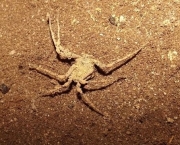 Aranha do Deserto (8)
