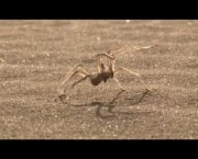 Aranha do Deserto (9)