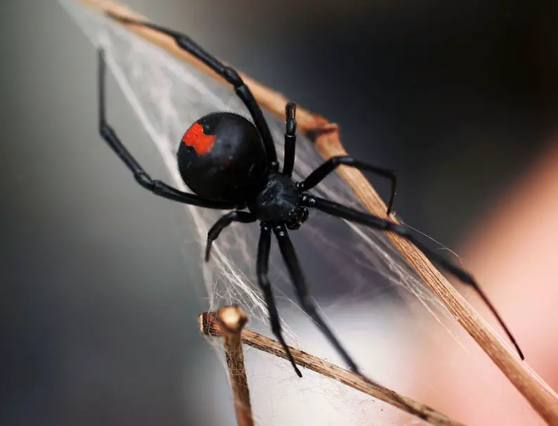 Aranha Preta com Patas Vermelhas | Animais - Cultura Mix