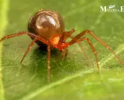 Aranha Vermelha Comum (1)
