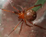 Aranha Vermelha Comum (3)