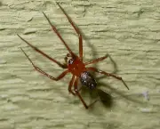 Aranha Vermelha Comum (7)