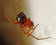 Aranha Vermelha Comum (12)