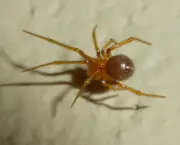 Aranha Vermelha Comum (13)