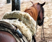 Arreios Para Cavalos (5)