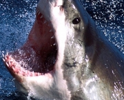 Ataques de Tubarões (4)