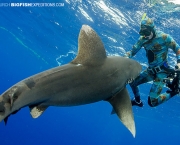 Ataques de Tubarões (6)