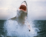 Ataques de Tubarões (8)