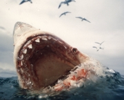 Ataques de Tubarões (9)