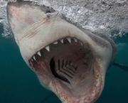 Ataques de Tubarões (10)