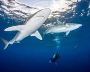 Ataques de Tubarões (11)