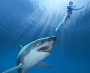 Ataques de Tubarões (14)