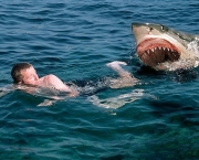 Ataques de Tubarões (15)