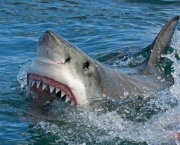 Ataques de Tubarões (16)