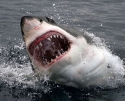 Ataques de Tubarões (17)