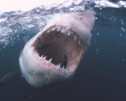 Ataques de Tubarões (1)
