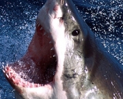 Ataques de Tubarões (2)