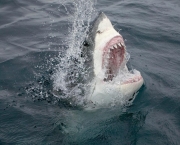 Ataques de Tubarões (5)