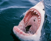 Ataques de Tubarões (6)
