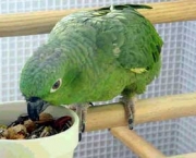 papagaio_comendo