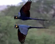 Aves Ameaçadas de Extinção (1)