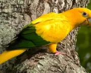 Aves Ameaçadas de Extinção (3)