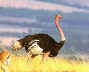 a-origem-do-avestruz103-jpg