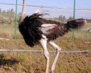 avestruz-andando