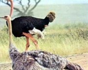 avestruz2