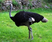 avestruz-caracteristicas-comportamento-e-reproducao