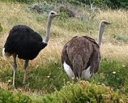 240px-Ostriches_cape_point_cropped