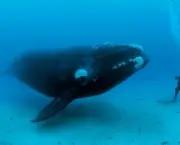 baleia-franca-1