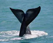 17-baleia-franca