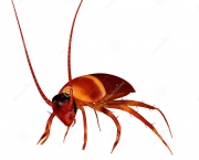 http://www.dreamstime.com/royalty-free-stock-image-cockroach-cockroaches-insects-order-blattodea-sometimes-called-blattaria-which-species-out-total-image46788036