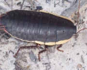 8 cm long cockroach - Basin Trail