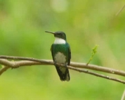 Beija Flor de Papo Branco (16)