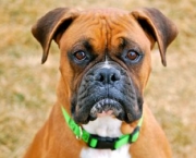 boxer-with-green-collar