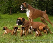 boxers-with-puppies