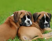 how-to-buy-a-boxer-dog-puppy-from-a-breeder-539310a47575e