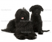 Two Briard dogs, 2 years old and 13 weeks old, sitting in front of white background