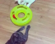 brinquedo-gato